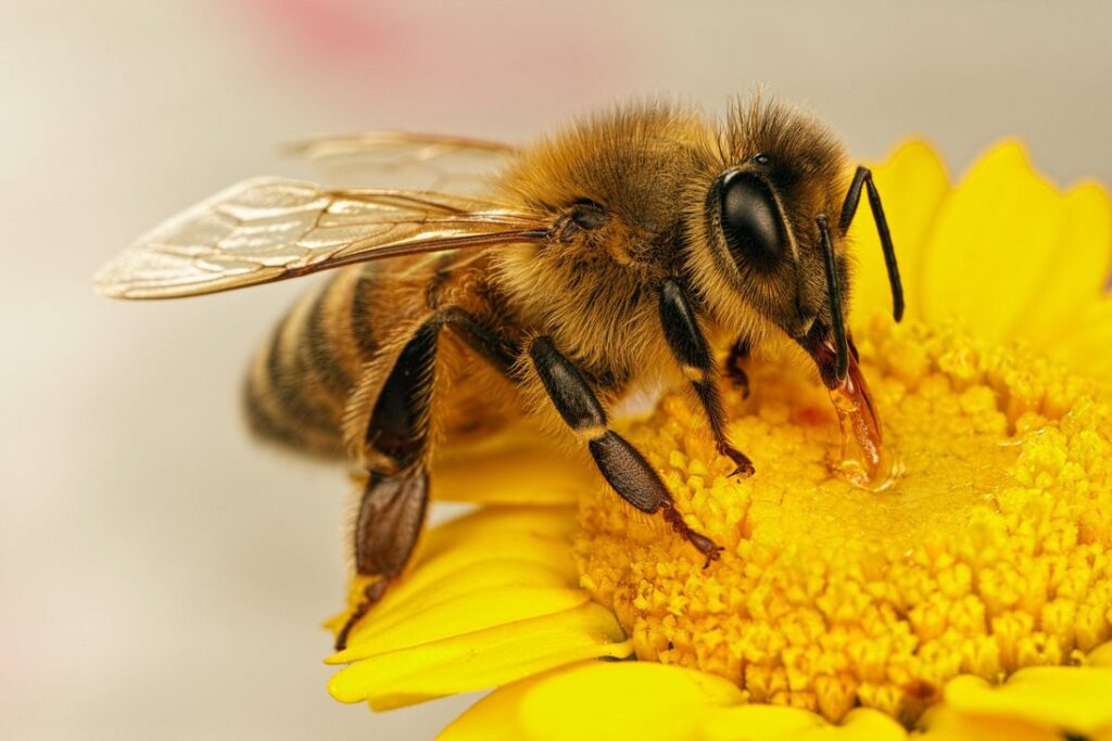 Основные болезни пчел и их лечение
