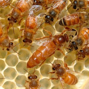 Породы Пчел