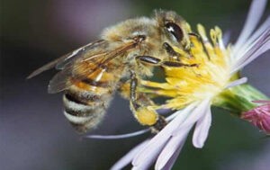 Породы Пчел